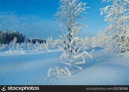 Winter landscape.snow-covered branches of trees and shrubs