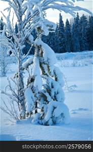 Winter landscape. snow-covered branches of trees and shrubs