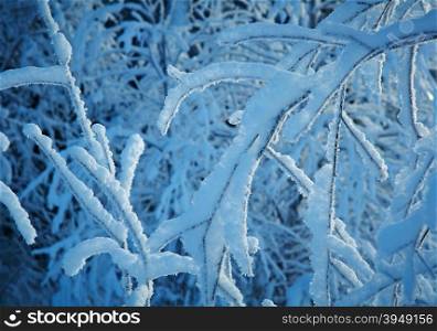 Winter landscape. snow-covered branches of trees and shrubs