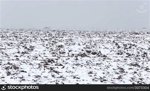 Winter landscape: Snow covered plowed Field. Trail crossing the field