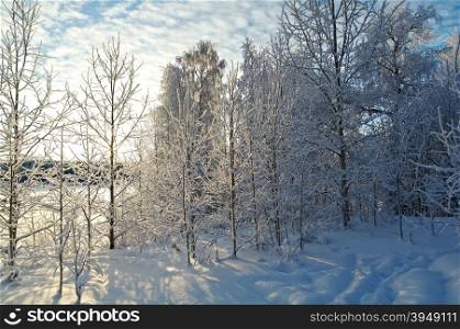 Winter landscape.Snow-covered trees