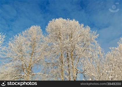 Winter landscape.Snow-covered trees
