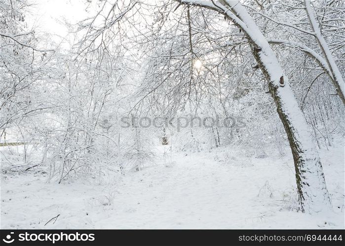 Winter landscape. Snowfall in the forest.