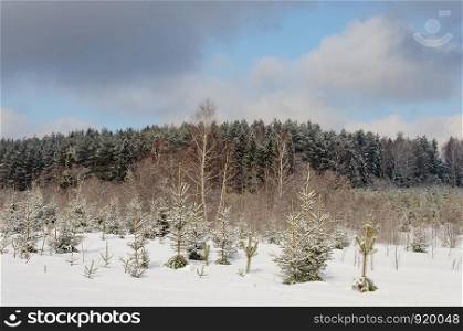 Winter landscape, snowy trees at forest edge