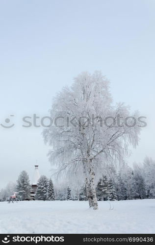 Winter landscape. Solitary snowy birch tree in the countryside, North Russia.