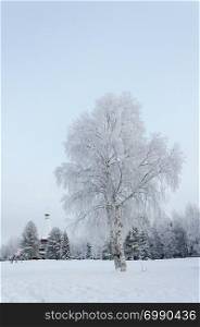 Winter landscape. Solitary snowy birch tree in the countryside, North Russia.