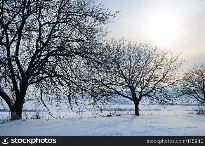 Winter landscape. Sunrise . The fields and trees are covered with snow.