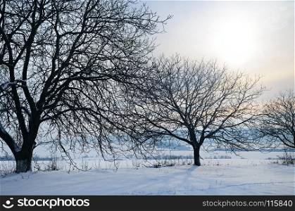Winter landscape. Sunrise . The fields and trees are covered with snow.