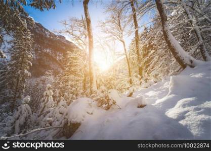 Winter landscape  Sunshine and snowy trees, wilderness