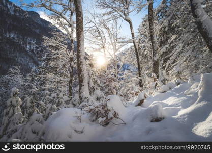 Winter landscape  Sunshine and snowy trees, wilderness