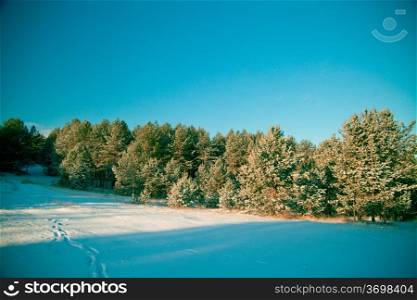 Winter landscape: the woods covered with snow and drifts, the clear sky.