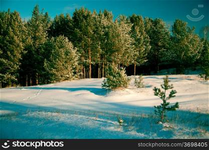 Winter landscape: the woods covered with snow and drifts, the clear sky.