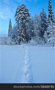 Winter landscape.Trail in the snow