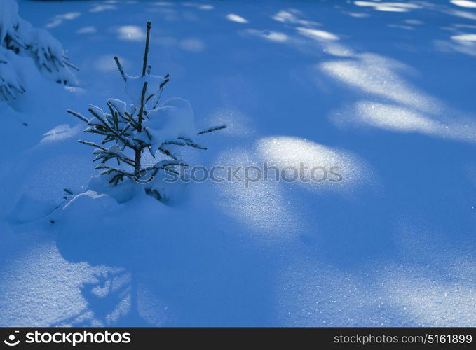 winter landscape tree covered with fresh snow in sunset