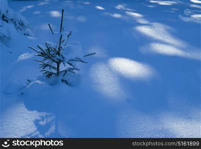winter landscape tree covered with fresh snow in sunset