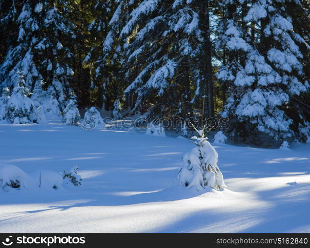 winter landscape tree covered with fresh snow in sunset