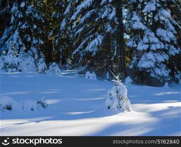winter landscape tree covered with fresh snow in sunset