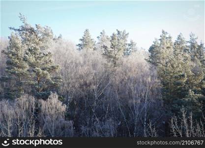 Winter landscape. Trees and bushes with hoarfrost. The cold season. a grayish-white crystalline deposit of frozen water vapor formed in clear still weather .. Winter landscape. Trees and bushes with hoarfrost. The cold season. a grayish-white crystalline deposit of frozen water vapor formed in clear still weather
