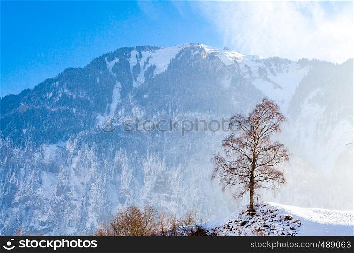 Winter landscape. trees covered snow