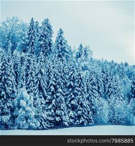 winter landscape. Trees Covered with Snow