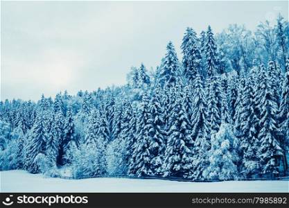 winter landscape. Trees Covered with Snow
