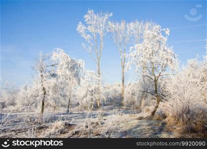 Winter landscape, trees in forest covered with hoarfrost and a clear blue sky. Winter landscape, trees covered with hoarfrost and clear blue sky