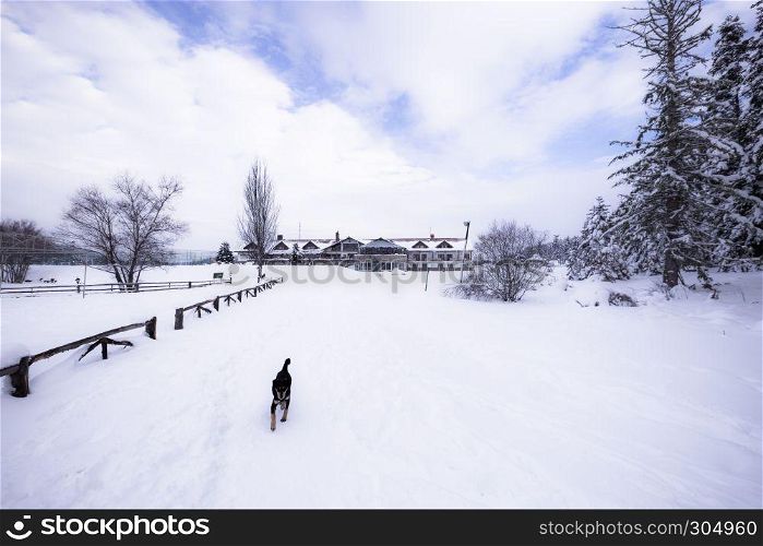 Winter landscape view with pine forest at a cloudy dull day.A dog walks on the snow on the foreground.. Winter landscape view with pine forest