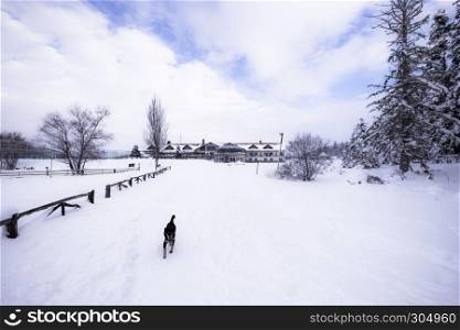 Winter landscape view with pine forest at a cloudy dull day.A dog walks on the snow on the foreground.. Winter landscape view with pine forest
