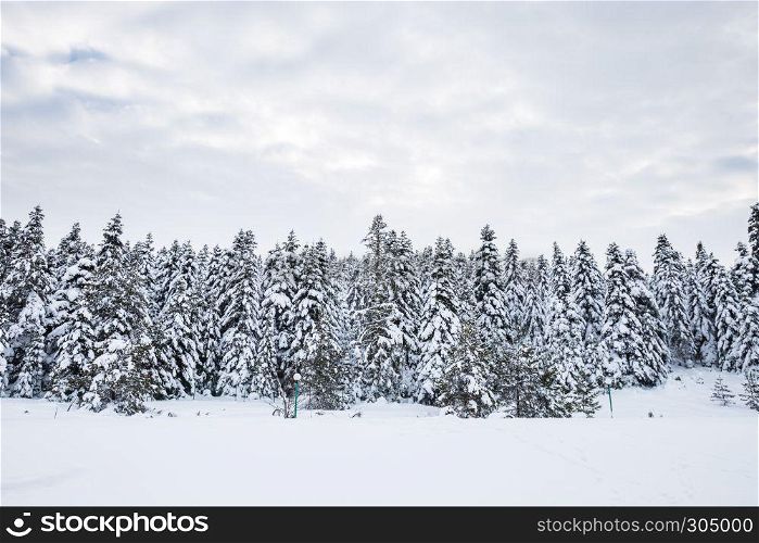 Winter landscape view with pine forest at a cloudy dull day.. Winter landscape view with pine forest