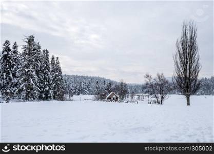 Winter landscape view with pine forest at a cloudy dull day.A small barbecue house on the background. Winter landscape view with pine forest