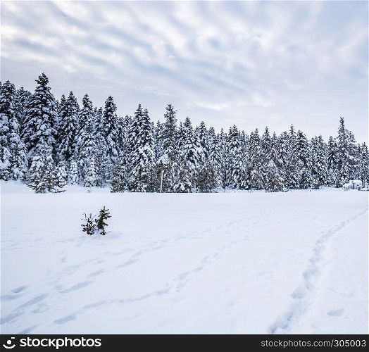 Winter landscape view with pine forest at a cloudy dull day.. Winter landscape view with pine forest