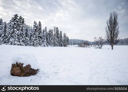 Winter landscape view with pine forest at a cloudy dull day.A small barbecue house on the background. Winter landscape view with pine forest