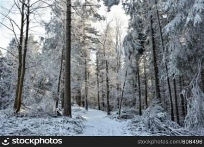 Winter landscape - white and snowy pathway among trees in a deep forest on a sunny day.