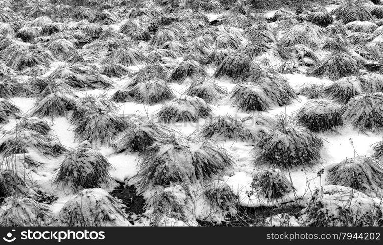 Winter landscape. White winter wonderland landscape