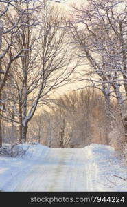 Winter landscape. White winter wonderland landscape