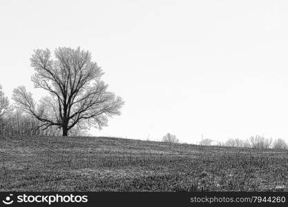 Winter landscape. White winter wonderland landscape