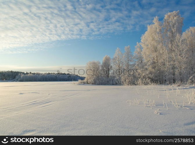 Winter landscape.Winter beauty scene