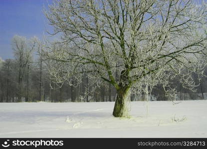 Winter landscape. Winter landscape