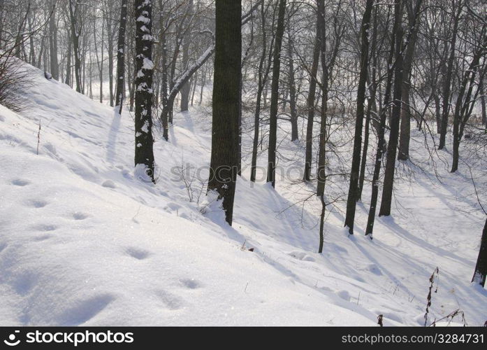 Winter landscape. Winter landscape