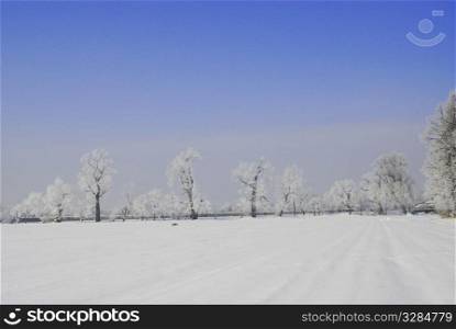 Winter landscape. Winter landscape
