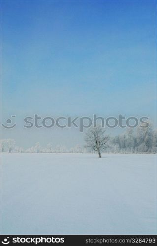 Winter landscape. Winter landscape
