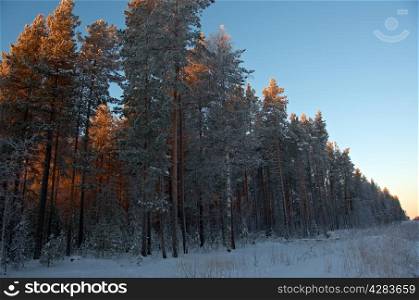 Winter landscape.Winter scene .amazing winter landscape with snow.pine forest and sunset