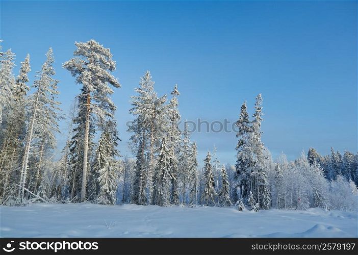 Winter landscape.Winter snowy forest