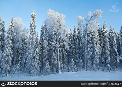 Winter landscape.Winter snowy forest
