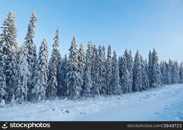 Winter landscape.Winter snowy forest