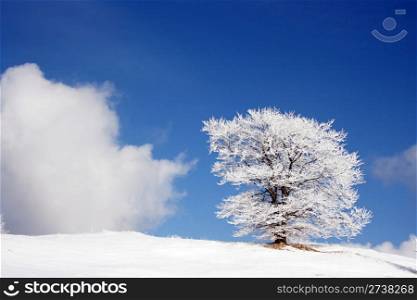 winter landscape with a cloud and a snow-covered tree