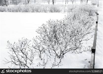 winter landscape with bushes covered with frost
