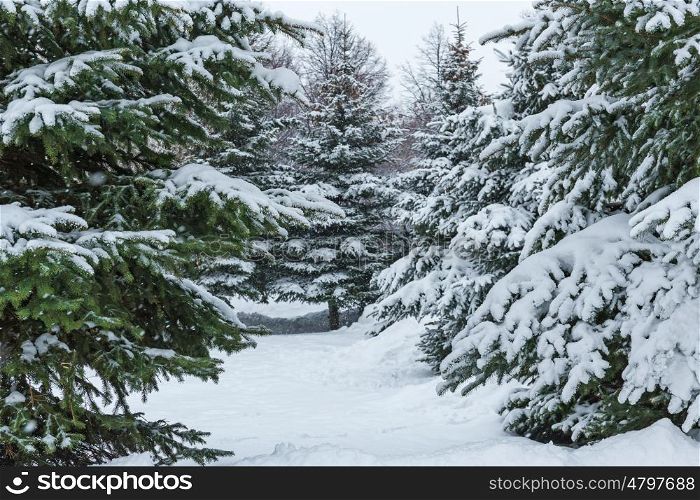Winter landscape with fir trees in the forest