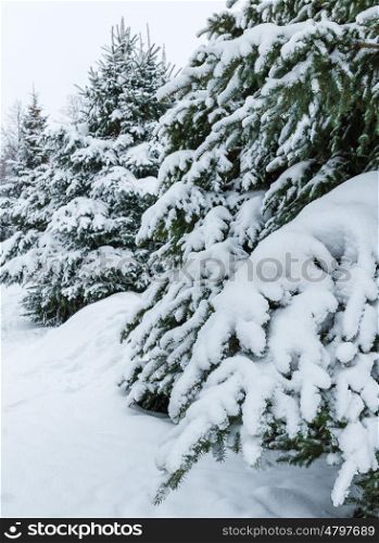 Winter landscape with fir trees in the forest