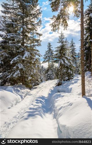 Winter landscape with footpath, snow trees and blue sky